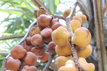 bunch of fruits on the vine