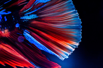 Betta siamese fighting fish. © iaodesign