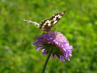waldbrettspiel schmetterling auf lila blume
