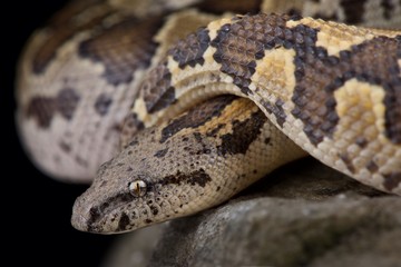 Rough-scaled sandboa (Gongylophis conicus)