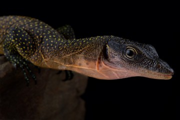 peach-throated monitor (Varanus jobiensis)