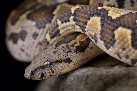 Rough-scaled sandboa (Gongylophis conicus)