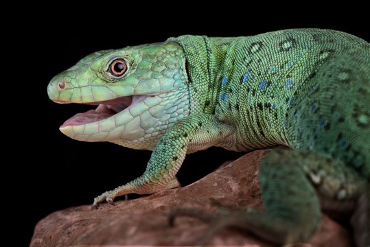 Algerian ocellated lizard (Timon pater)