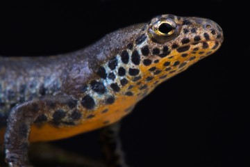 Northern crested newt (Triturus cristatus)