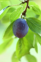  plum with leaves on a branch in the garden on a blurred green background. Season plum. Farming and gardening