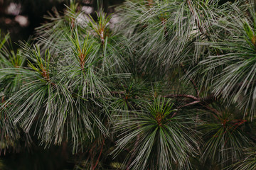  Cedar branches with long needles close-up. cedar background