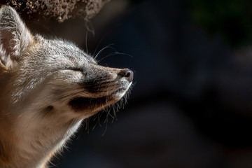 Grey Fox Close Up eyes closed asleep in sun