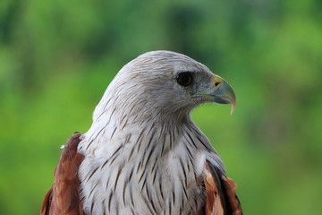 Red hawk