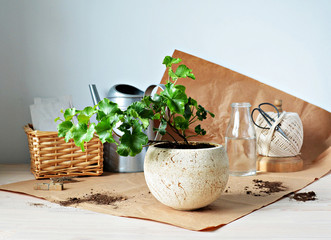 Green ivy house plant in beige ceramic pot, watering can, kraft paper, black scissors , wicker basket and jute