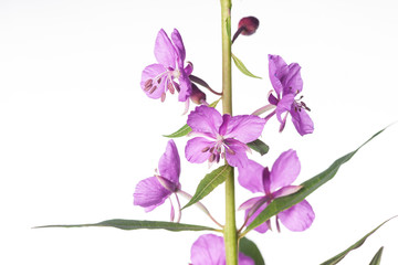 Obraz premium Fireweed Blooming - Close-Up