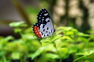 butterfly on a flower