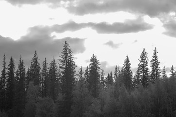 Black and white photo of the tops of spruce trees in the taiga on the background of clouds.