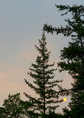 The moon Peeps through the branches and fir trees under the top of the spruce in the sunset sky in the taiga of Northern Yakutia.