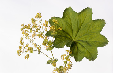 Lady's Mantle - Alchemilla mollis
