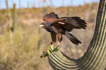 Harris's Hawk Parabuteo unicinctus in Sonoran Desert