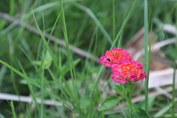 Obraz premium red zinnia flower