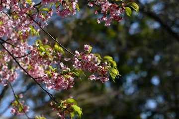 桜…咲き始め