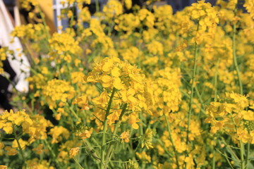 春の風景/菜の花畑(静岡県)
