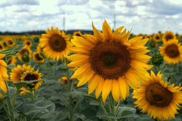 Field of sunflowers on a sunny summer day.