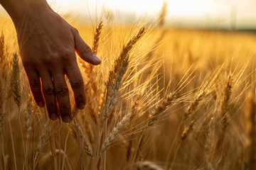 Wheat field.Female hand stroking touches of ripe ears of wheat.Rich harvest Concept. Beautiful Nature Sunset Landscape.Sunny day in the countryside. - obrazy, fototapety, plakaty