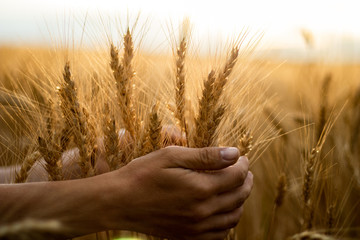 Wheat field.Hands holding wheat ears.Rich harvest Concept. Beautiful Nature Sunset Landscape.Sunny day in the countryside. - obrazy, fototapety, plakaty