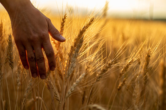 Wheat field.Female hand stroking touches of ripe ears of wheat.Rich harvest Concept. Beautiful Nature Sunset Landscape.Sunny day in the countryside.