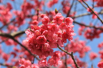 春の風景/河津桜の花部分(静岡県)