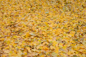 solid carpet of yellow fallen leaves on the ground