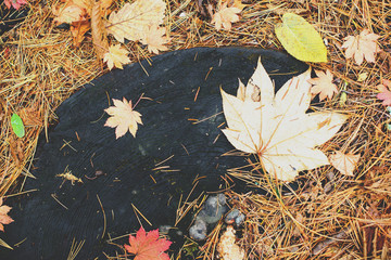 Maple leaves and coniferous needles on the ground at autumn forest. Season changing. Top view on walkway. Retro toned color.