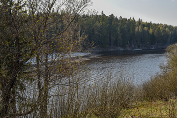 Fototapeta premium Almost melted river in the forest with pine trees