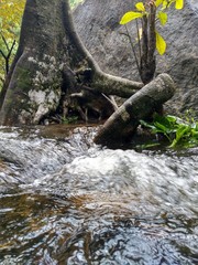 A close-up view of a flowing stream with smooth water ripples, showcasing the roots of a tree emerging from the water.