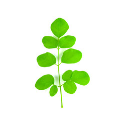 Moringa oleifera leaves isolated on white background