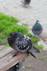 pigeons in the city park on the bench
