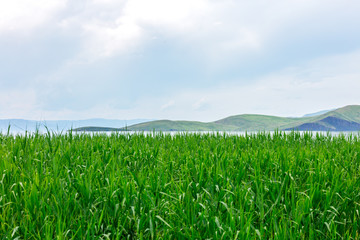 sea landscape with mountines and canes, blue sky with clouds, cloudly without sun, kazakhstan