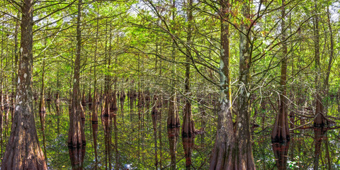 Obraz premium Flooded Forest Pano 1