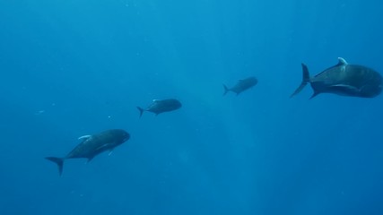 Giant Trevally in open ocean schooling. pelagic waters.