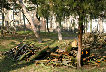 Spring pruning a tree in a city park