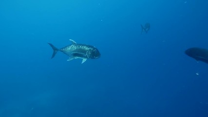 Giant Trevally in open ocean schooling. pelagic waters.