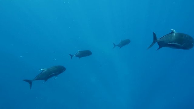 Giant Trevally in open ocean schooling. pelagic waters.