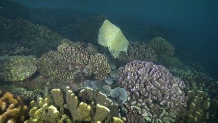 Plastic marine debris in the sea. 