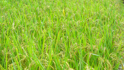 Close up of green paddy rice plant