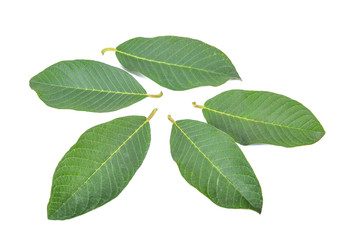 guava tree leaves isolated on white background