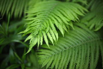 beautiful brught green fern background