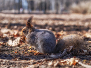 Squirrel in the autumn forest park. Squirrel with nuts in fall foliage.