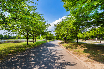 Fototapeta na wymiar 初夏の舎人公園の風景