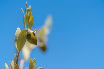 Jojoba bean plant with plain blue sky - obrazy, fototapety, plakaty