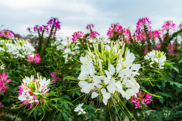 Close up of white spider flower or cleome hassleriana flower blossom in flower garden