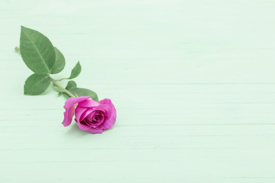 purple rose on green wooden background