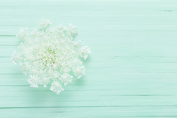 white wild flowers on green wooden background