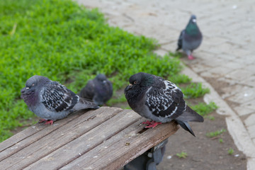 pigeons in the city park on the bench